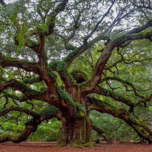 Giant oak tree covered in moss.