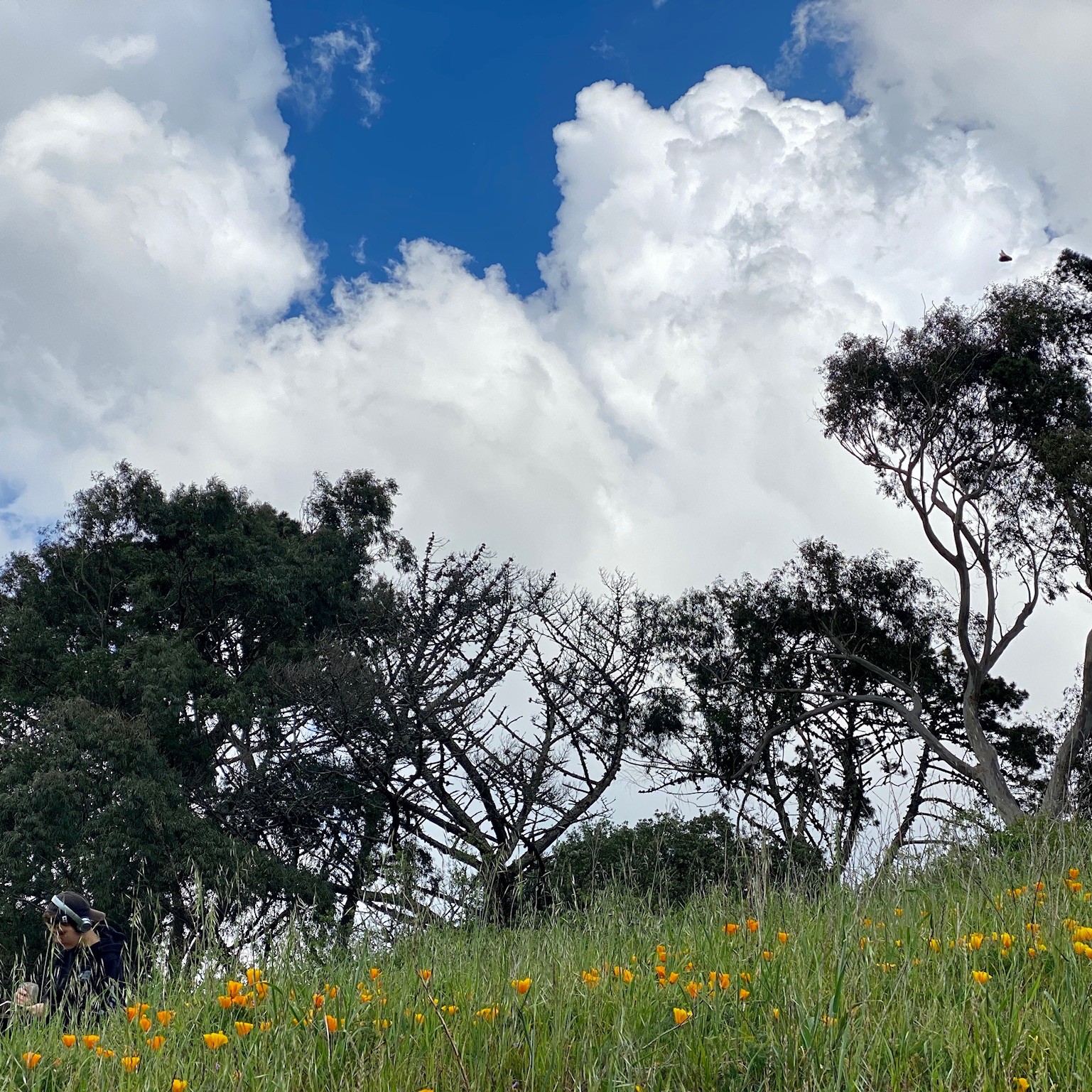 Trees on a hillside with California poppies and fluffy white clouds.