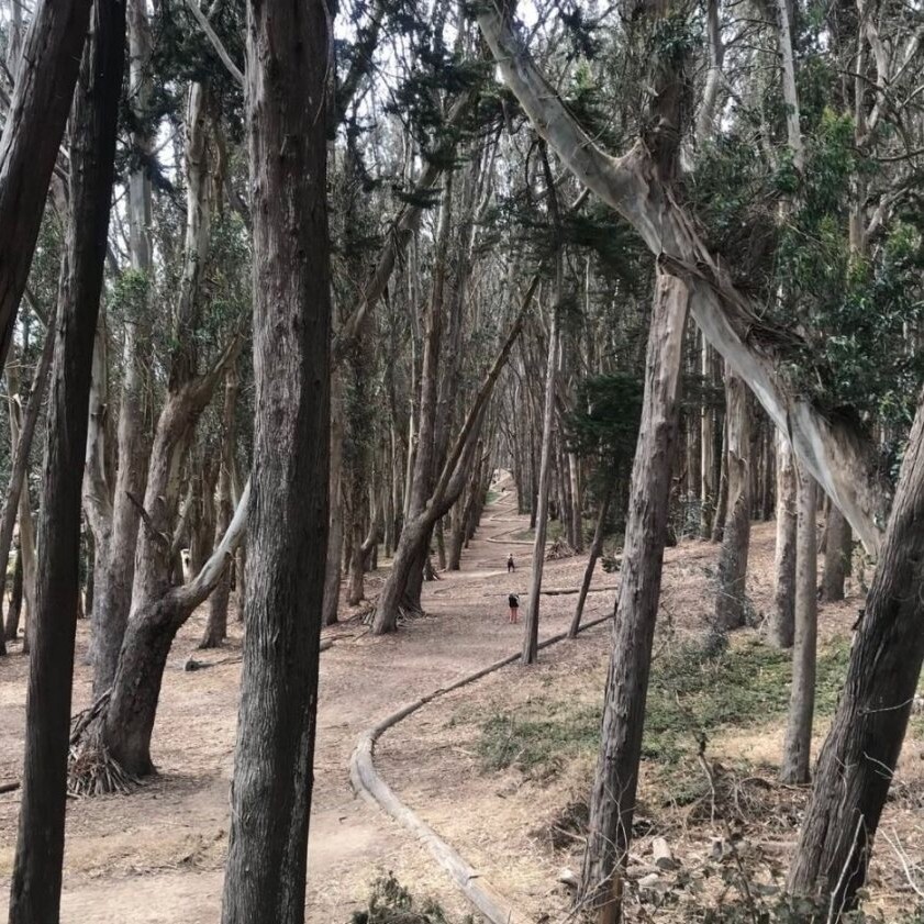 A park trail with dozens of tall, slender trees to the right and the left of the trail